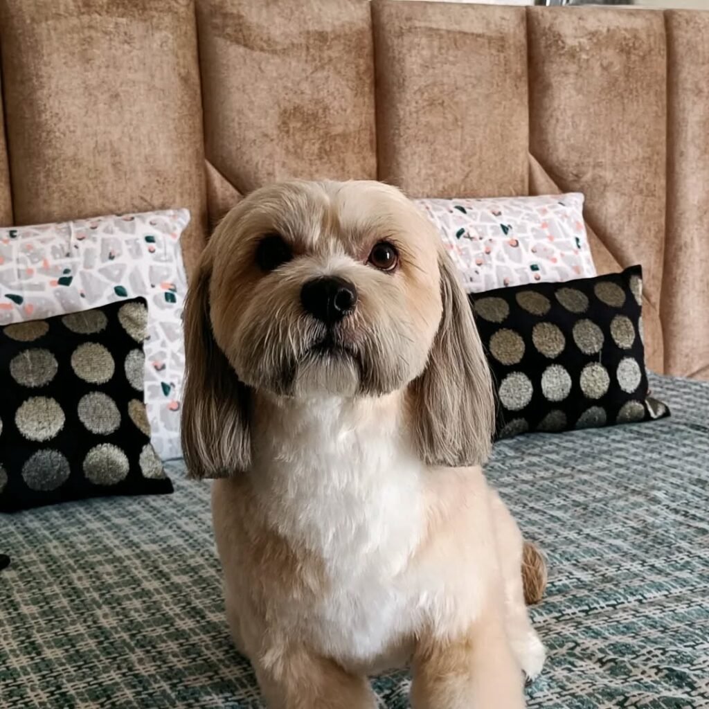 whatsapp image 2025 12 02 at 19.47.45 c9f4f218