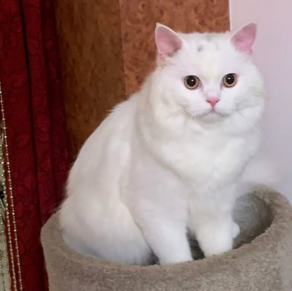 whatsapp image 2026 01 21 at 10.16.17 pm